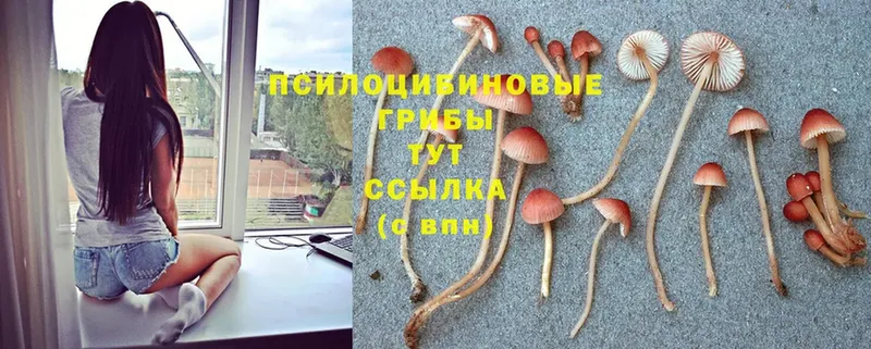 блэк спрут маркетплейс  Приволжск  Псилоцибиновые грибы Cubensis 